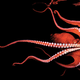 Illustration for article titled What is the correct pluralization of octopus?